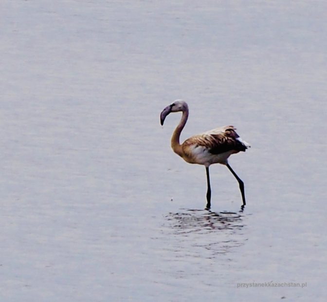 Flamingi w Nur-Sułtanie